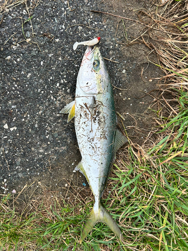 イナダの釣果