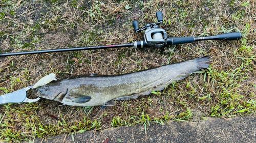 マナマズの釣果