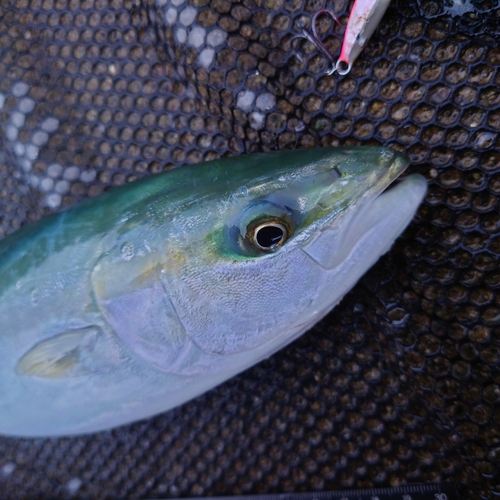 ツバイソの釣果