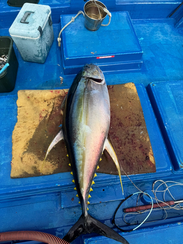 キハダマグロの釣果