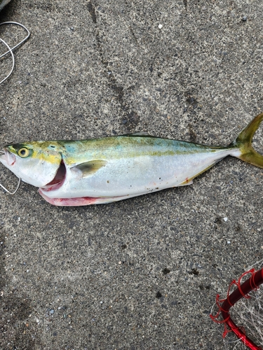 イナダの釣果