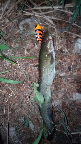 ナマズの釣果