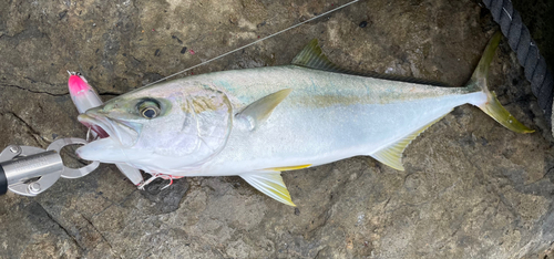 ヒラマサの釣果