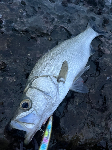 ヒラスズキの釣果