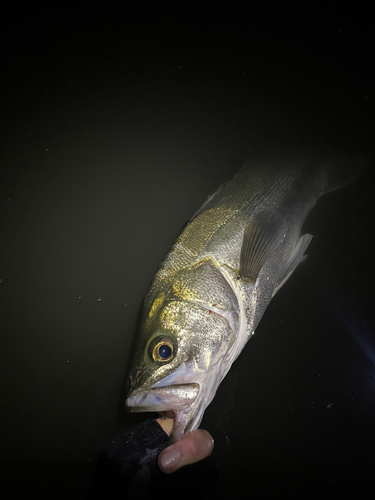 スズキの釣果