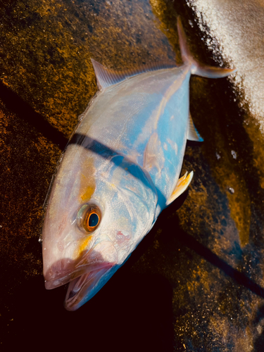 カンパチの釣果