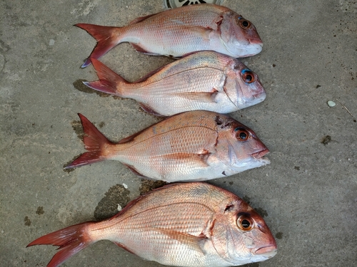 タイの釣果