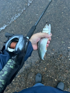 ハスの釣果