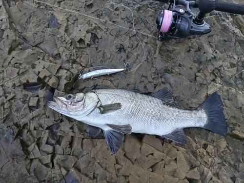 セイゴ（ヒラスズキ）の釣果