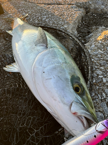 ヤズの釣果