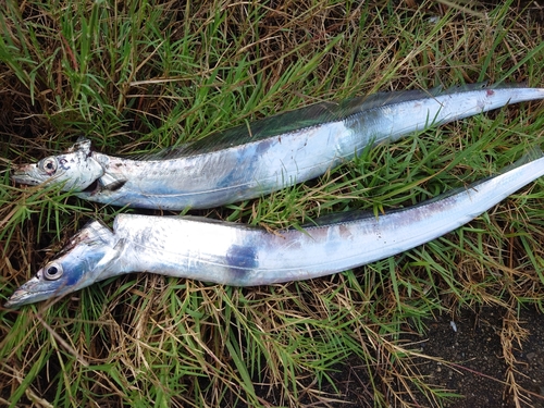 タチウオの釣果