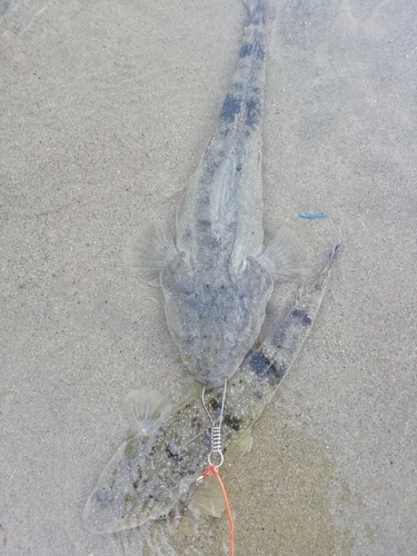 マゴチの釣果