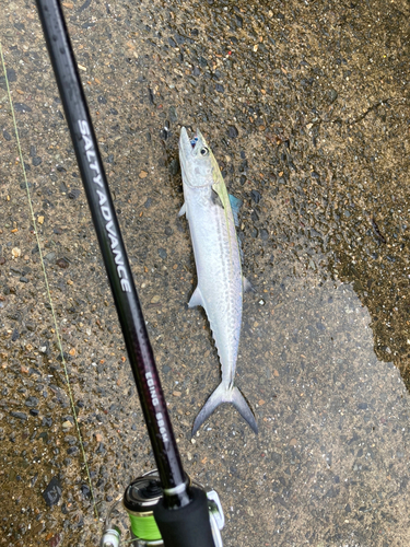 サゴシの釣果