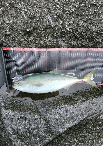 イナダの釣果