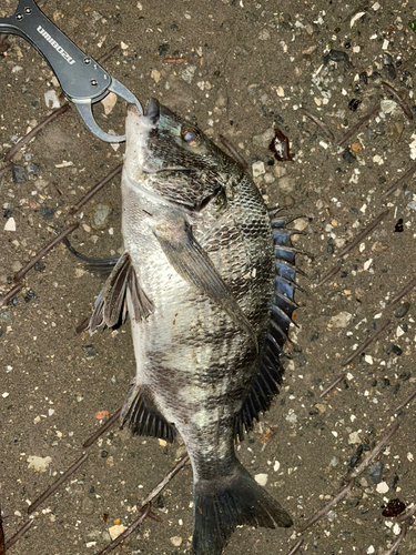 チヌの釣果