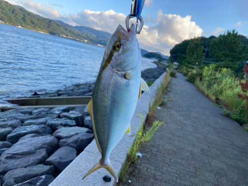 シオの釣果