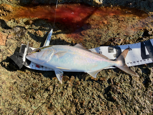 ショゴの釣果