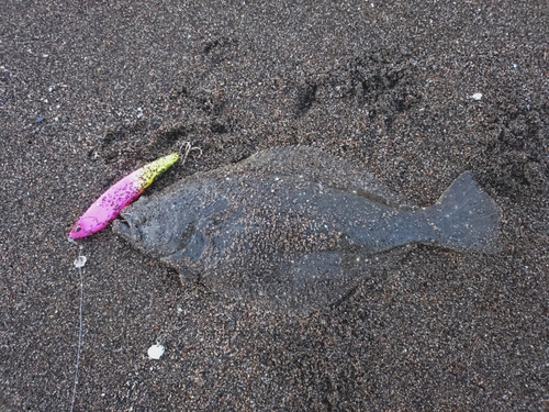 ソゲの釣果