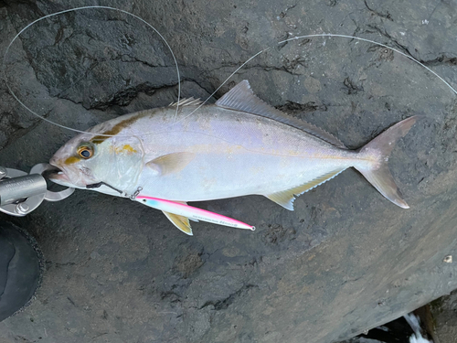 ネイリの釣果