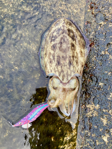 コウイカの釣果