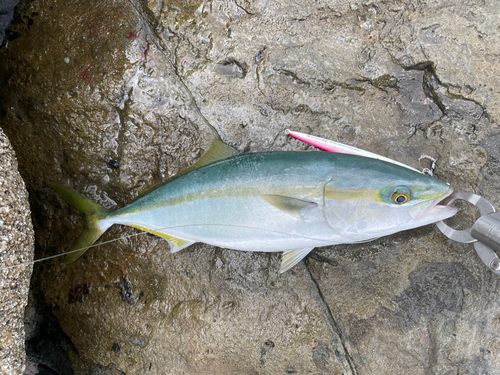 ヤズの釣果