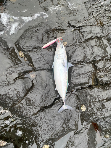 ソウダガツオの釣果