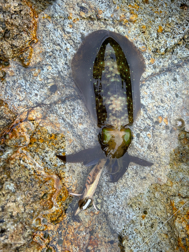 青森湾