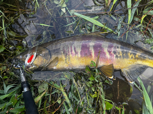 シロザケの釣果