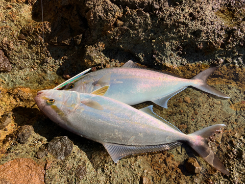 ショゴの釣果