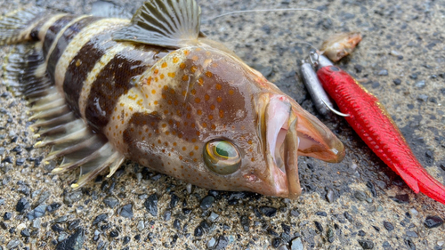 アオハタの釣果