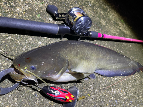 ナマズの釣果