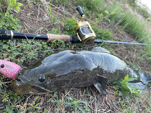 ライギョの釣果