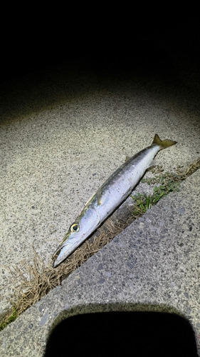 カマスの釣果