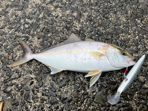 ショゴの釣果