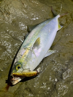 ワカシの釣果