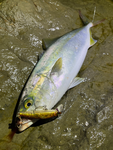 ワカシの釣果