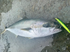 ヒラマサの釣果