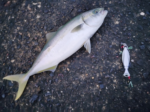 イナダの釣果