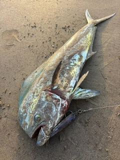 シイラの釣果