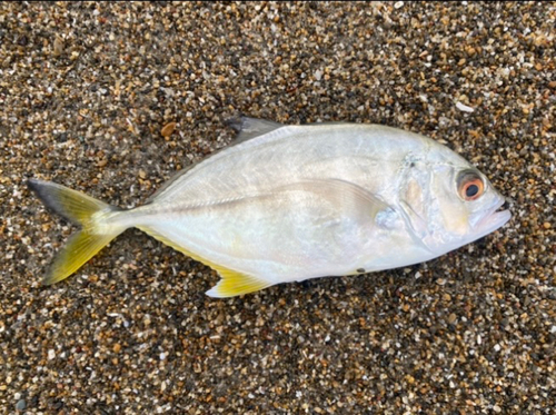 メッキの釣果