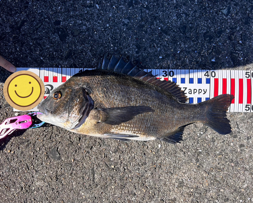 チヌの釣果