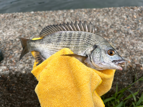 チヌの釣果