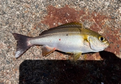 イサキの釣果