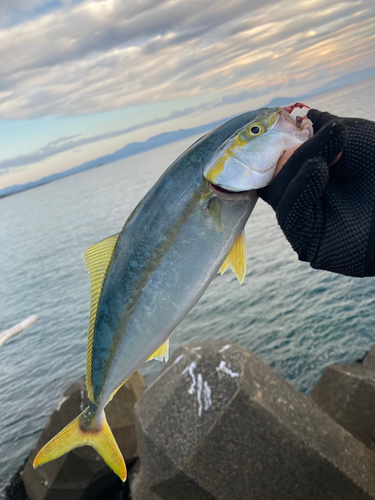 ワカシの釣果