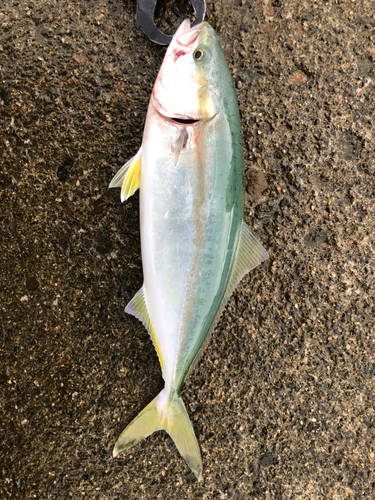 イナダの釣果