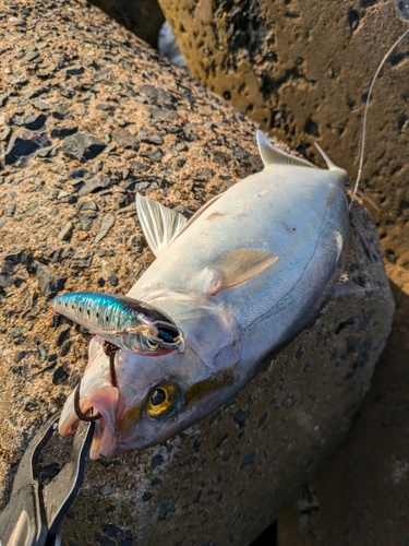 ネリゴの釣果