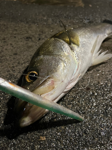 スズキの釣果