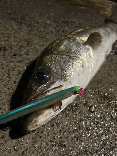 スズキの釣果