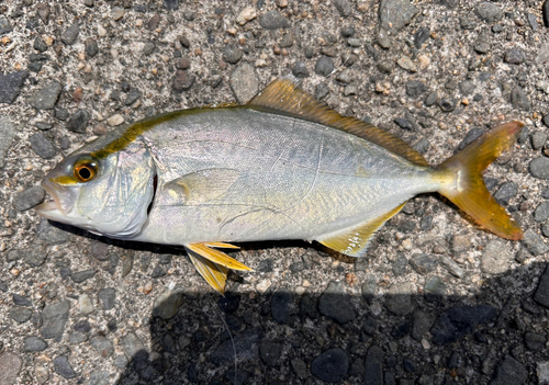 ショゴの釣果