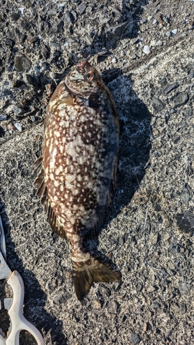 アイゴの釣果